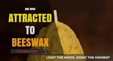 Do Dogs Love Beeswax? Uncovering the Canine Attraction Mystery