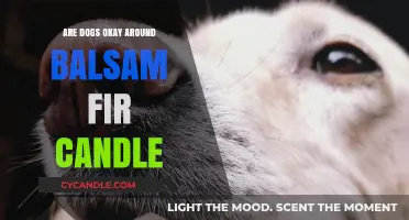 Candle Conundrum: Are Balsam Fir Candles Safe for Dogs?