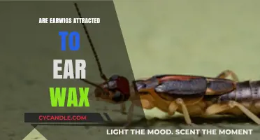 The Surprising Truth: Earwigs and Their Attraction to Earwax
