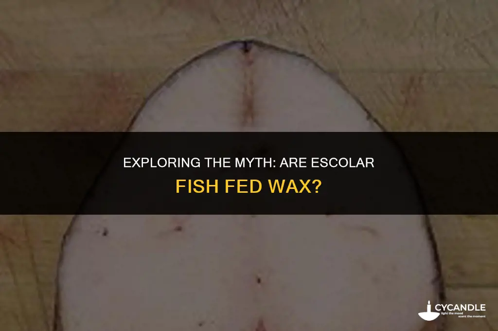 are escolar fed wax