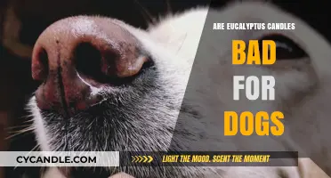 Eucalyptus Candles: Safe or Toxic for Dogs?