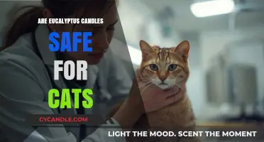Are Eucalyptus Candles Safe for Cats? Essential Oils and Pets Explained