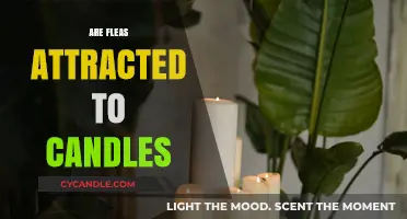 How Fleas React to Candles and Their Scents