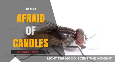 How Do Candles Affect Flies?