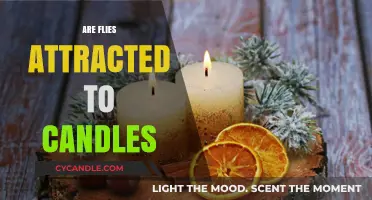 How Do Flies React to Candles?