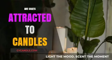 How Gnats Are Attracted to Candles and Why