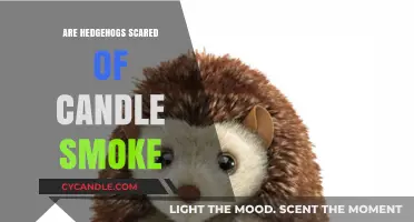 Hedgehogs and Candle Smoke: A Frightening Combination?
