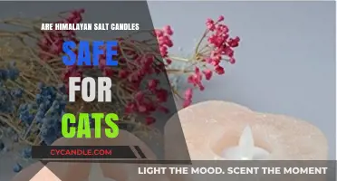 Himalayan Salt Candles: Are They Cat-Safe? A Pet Owner's Guide