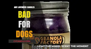 Lavender Candles: Safe or Toxic for Dogs?