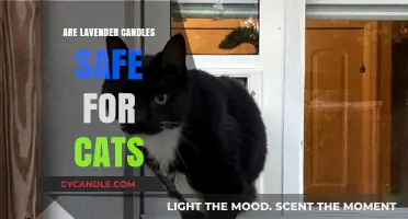 Are Lavender Candles Safe for Cats? Essential Pet Safety Tips