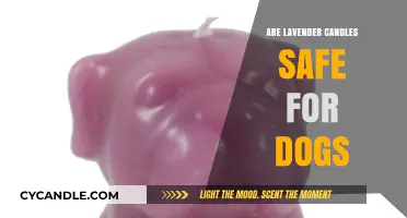 Are Lavender Candles Safe for Dogs? Essential Pet Safety Tips