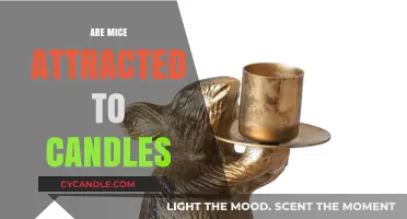 Mice and Candles: A Dangerous Attraction