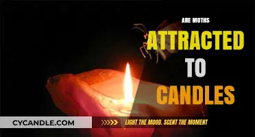 Why Moths are Attracted to Candles