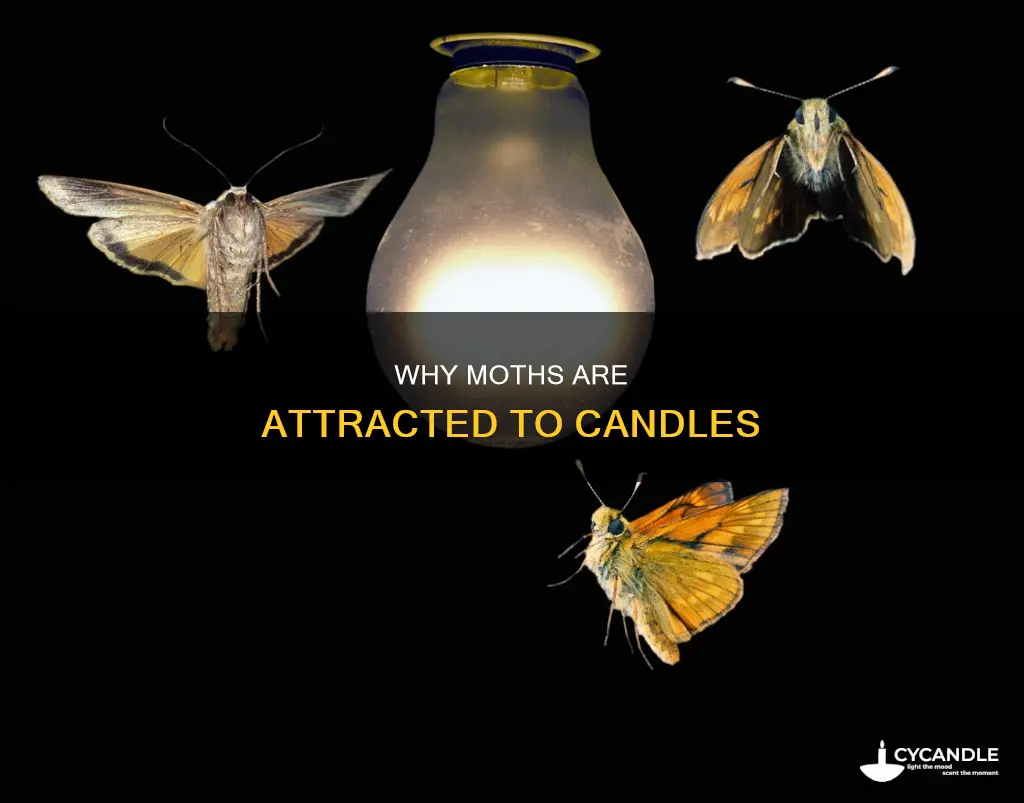 are moths attracted to candles
