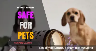 Are Nest Candles Pet-Safe? A Guide for Pet Owners