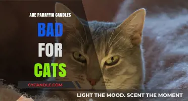 Paraffin Candles: Toxic or Safe for Cats?