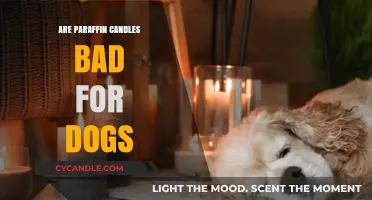 Paraffin Candles: Are They Safe for Dogs?