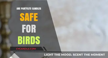 Are PartyLite Candles Bird-Safe? A Pet Owner's Guide