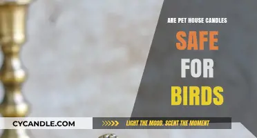 Are Pet House Candles Safe for Birds? A Comprehensive Guide