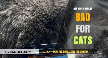 Pine Candles: Are They Safe for Cats?