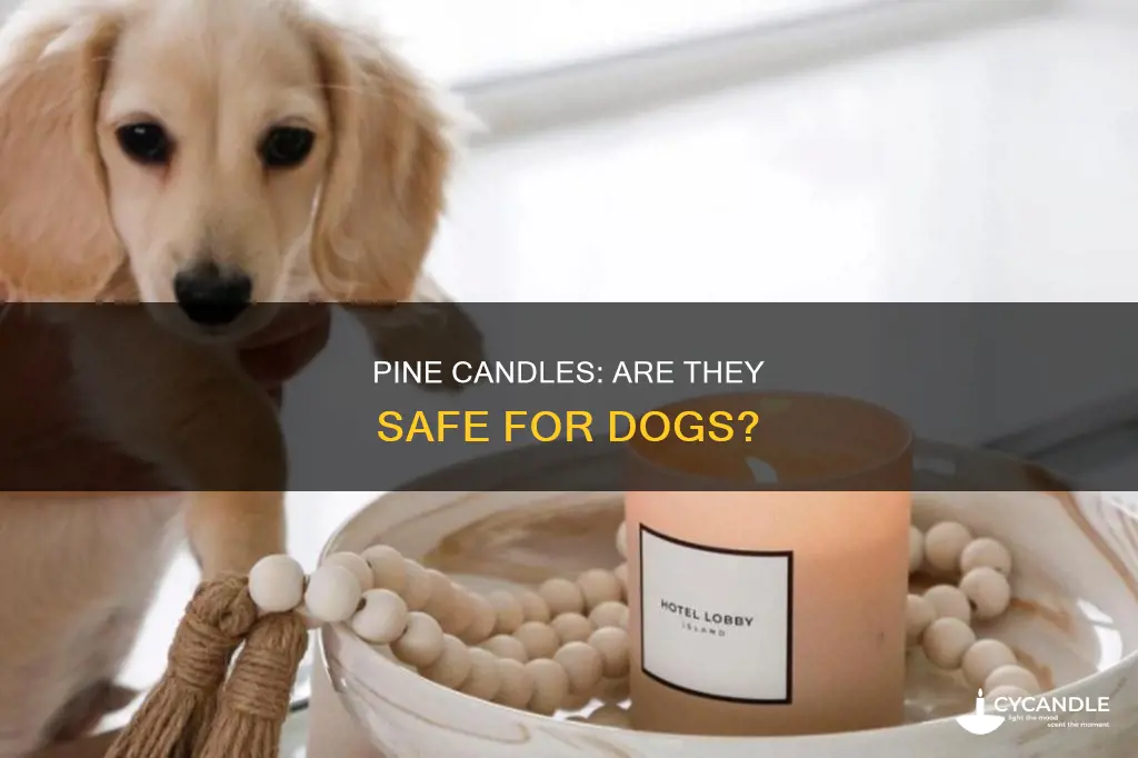 are pine candles bad for dogs