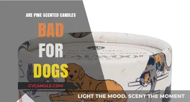 Pine Scented Candles and Dogs: Are They a Safe Combo?