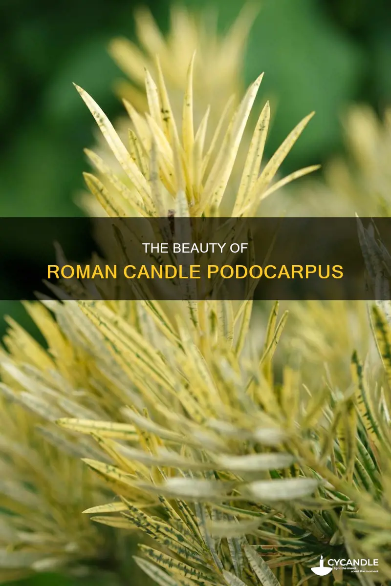 are roman candle podocarpus pretty