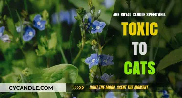 Candle Speedwell: Are They Toxic to Cats?
