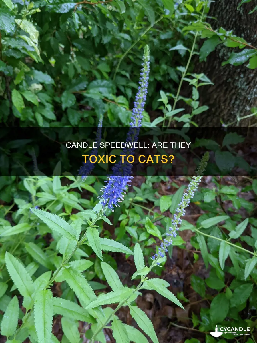 are royal candle speedwell toxic to cats