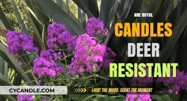 Royal Candles: Deer-Resistant or Not?