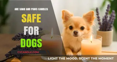 Are Sand & Paws Candles Dog-Safe? A Pet Owner's Guide
