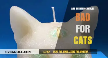 Scented Candles and Cats: Uncovering Potential Risks for Feline Health