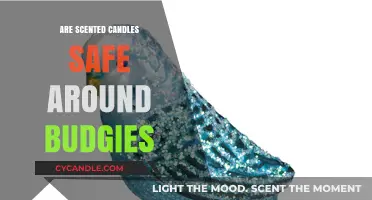 Scented Candles and Budgies: Safe or Harmful for Your Pet?