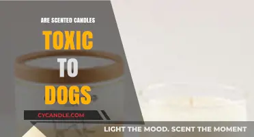 Are Scented Candles Harmful to Your Dog's Health?