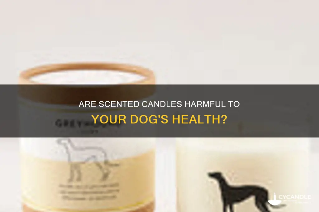 are scented candles toxic to dogs
