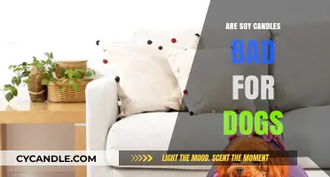 Soy Candles: Are They Safe to Use With Dogs Around?