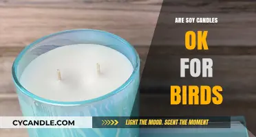 Soy Candles: Safe or Harmful for Pet Birds?