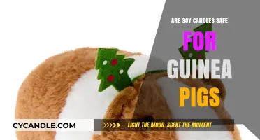Soy Candles and Guinea Pigs: Are They a Safe Combination?