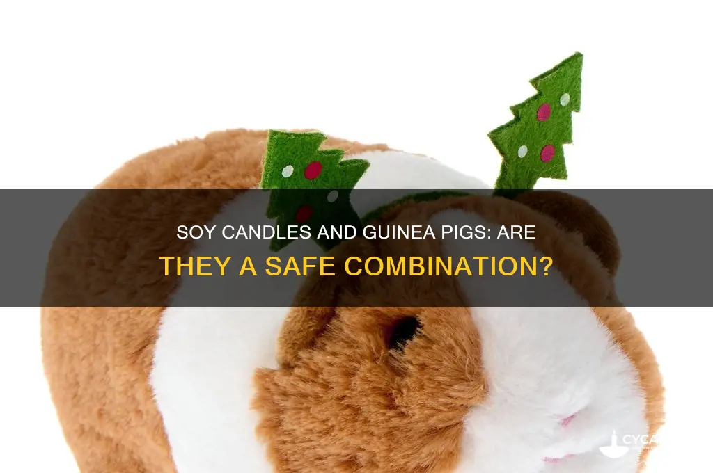 are soy candles safe for guinea pigs