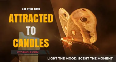 Stink Bugs and Candles: A Deadly Attraction?