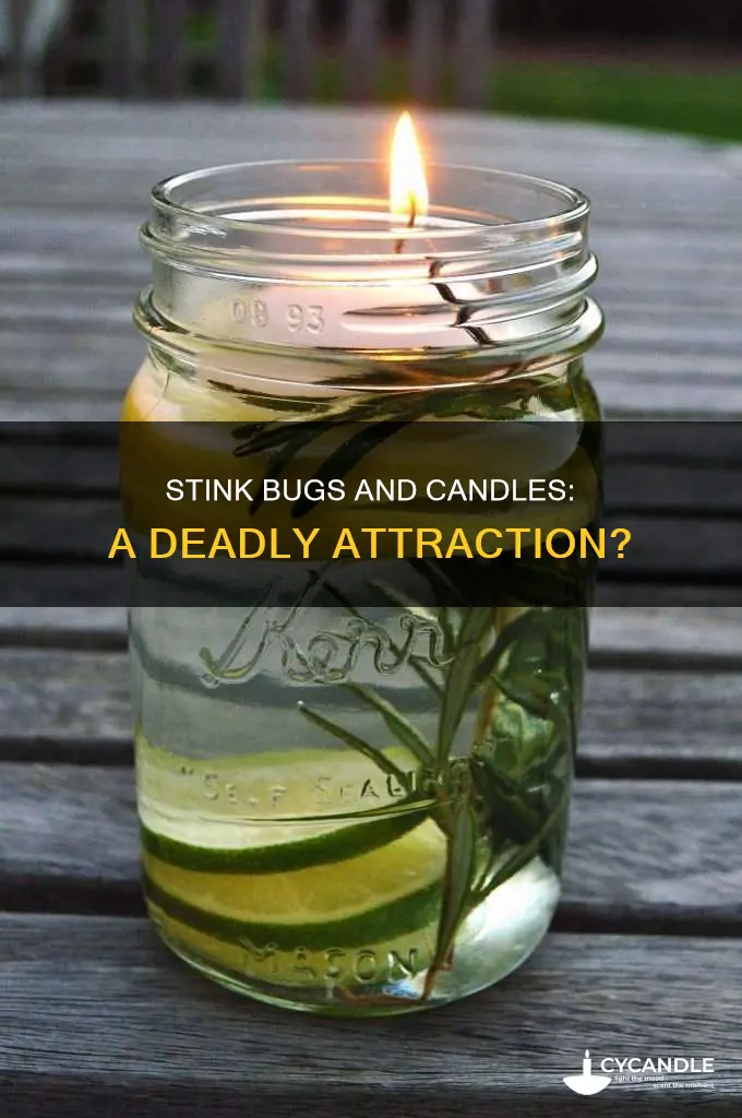 are stink bugs attracted to candles
