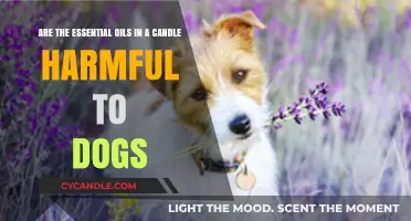 Candle Aromas: Are They Safe for Dogs?