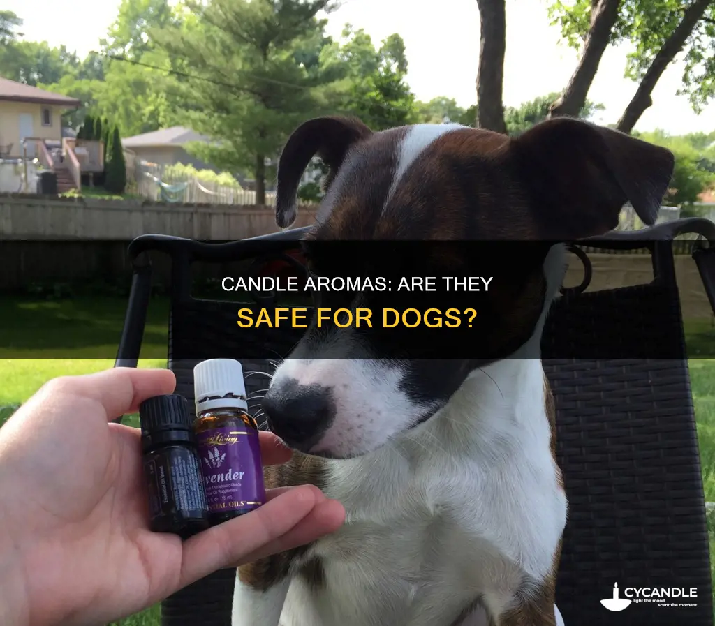 are the essential oils in a candle harmful to dogs
