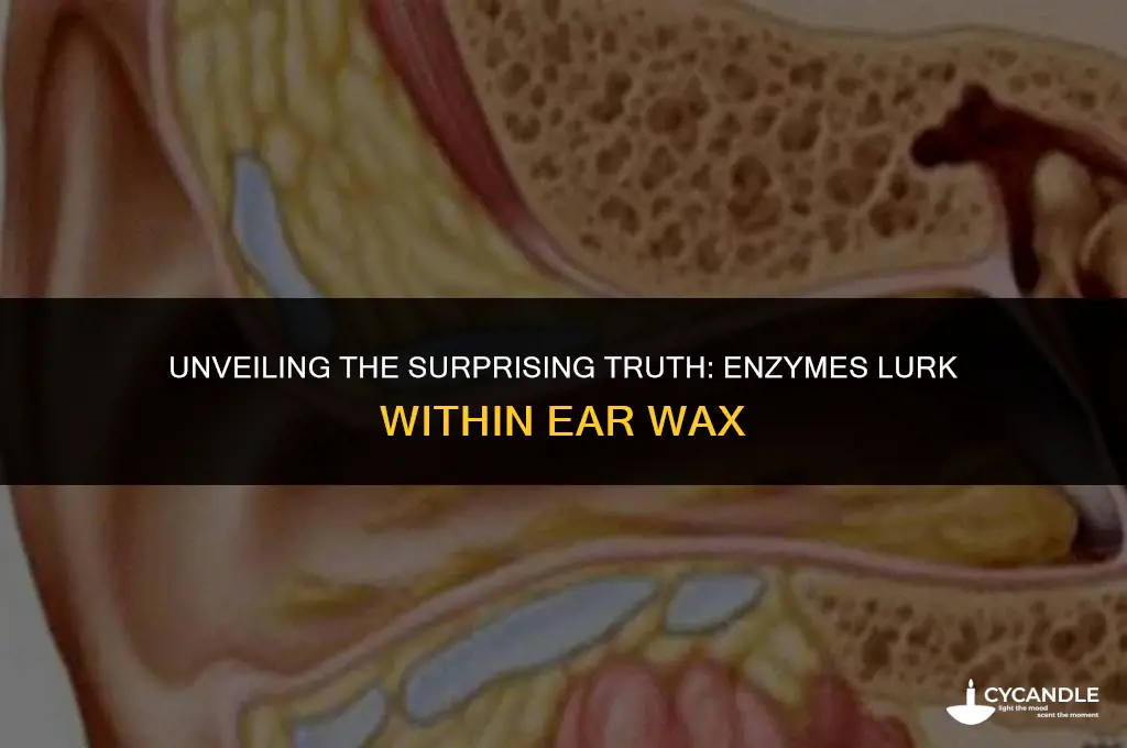 are their enzymes in ear wax