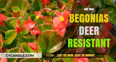 Deer-Resistant Wax Begonias: A Gardener's Guide to Pest-Free Blooms