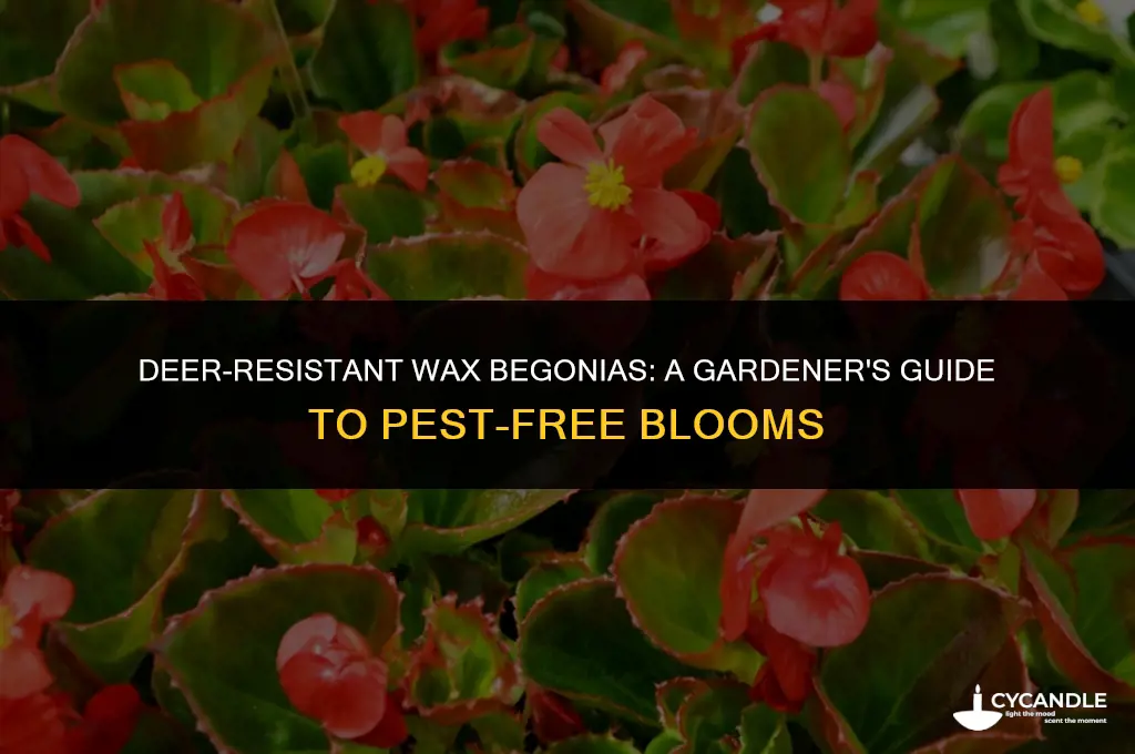 are wax begonias deer resistant