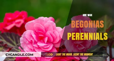 Exploring the Lifespan of Wax Begonias: Perennial or Not?