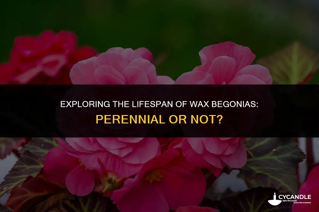 are wax begonias perennials