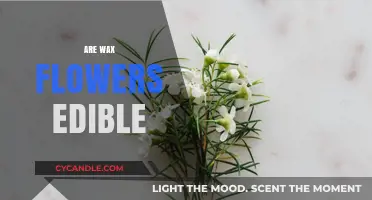 Exploring the Edibility of Wax Flowers: A Comprehensive Guide