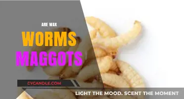 The Surprising Truth: Wax Worms and Maggots Connection Explained